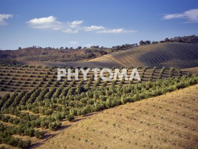 Cultivo de olivar 